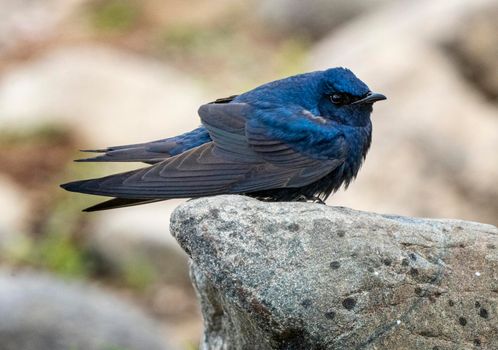 Purple Martin Perched  near a field Saskatchewan