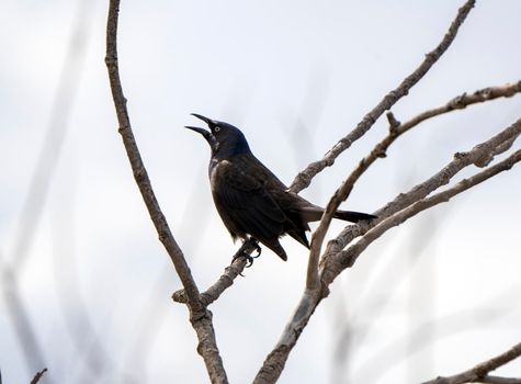 Cowbird in Saskatchewan Canada Springtime migration Wildlife