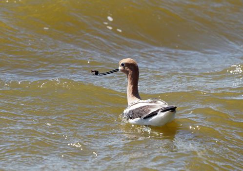 Avocet in Saskatchewan in Spring Pond Prairie