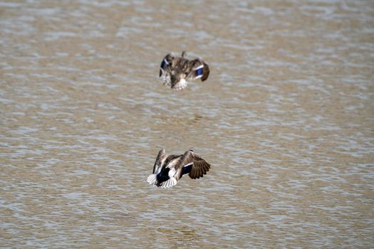 Blue Winged Teal in a Northern Saskatchewan Lake