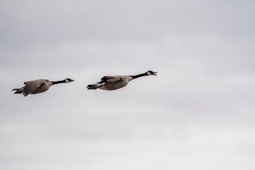 Canada Goose in Flight Migration Saskatchewan Canada