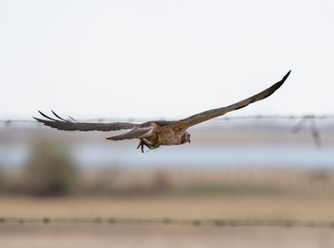 Hawk in Saskatchewan Canada in flight Canada
