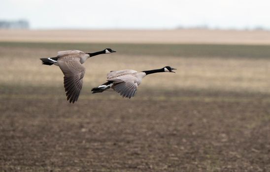 Canada Goose in Flight Migration Saskatchewan Canada