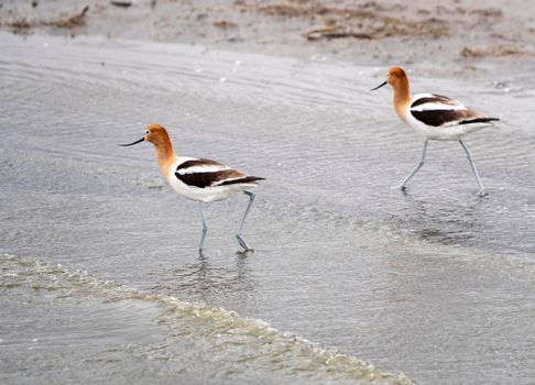 Avocet in Saskatchewan in Spring Pond Prairie