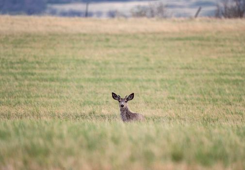 Deer in Field Saskatchewan Canada Summer Scene 
