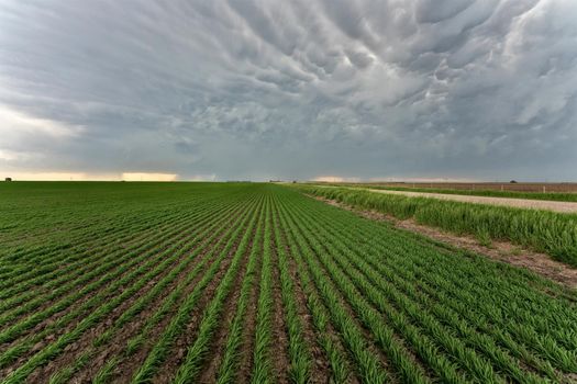 Prairie Storm Clouds in Saskatchewan Canada Rural
