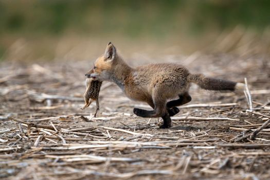Young Fox Kit with Squirrell in mouth Canada