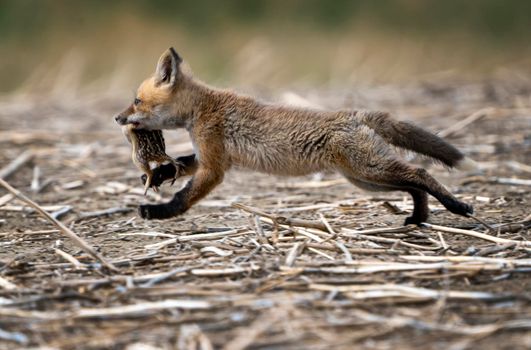Young Fox Kit with Squirrell in mouth Canada