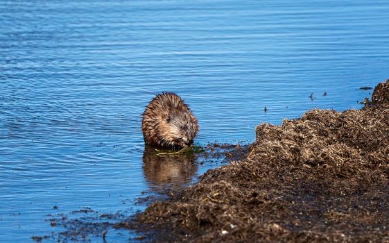 Muskrat in Pond in Saskatchewan Canada Springtime