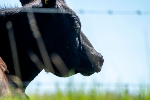 Cow Close Up in a Saskatchewan Field Canada