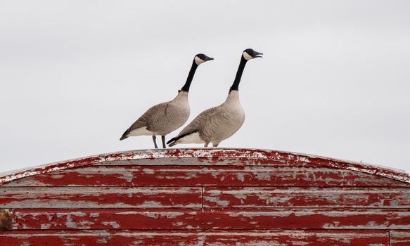 Canada Goose on Barn Migration Saskatchewan Canada