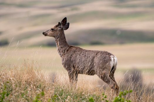 Deer in Field Saskatchewan Canada Summer Scene 