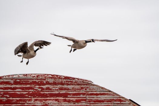 Canada Goose in Flight Migration Saskatchewan Canada