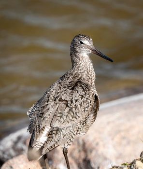 Godwit Saskatchewan Canada shorebird migration feeding pond