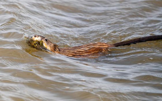 Muskrat in Pond in Saskatchewan Canada Springtime