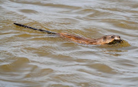 Muskrat in Pond in Saskatchewan Canada Springtime