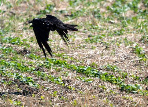 Crow Raven in Flight spring Saskatchewan Canada