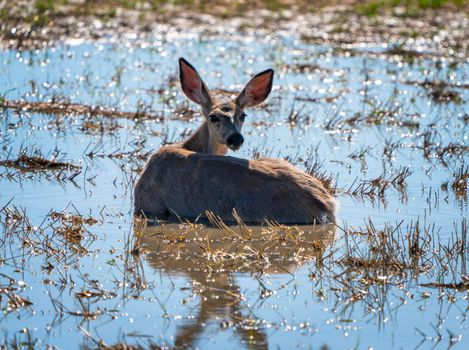 Deer in Pond Hot Day Prairie Saskatchewan