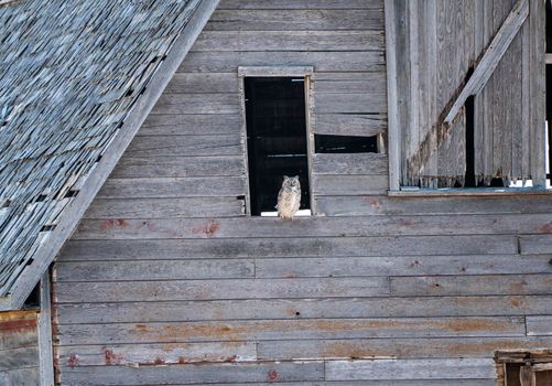 Great Horned Owl Barn in Saskatchewan Canada Perched