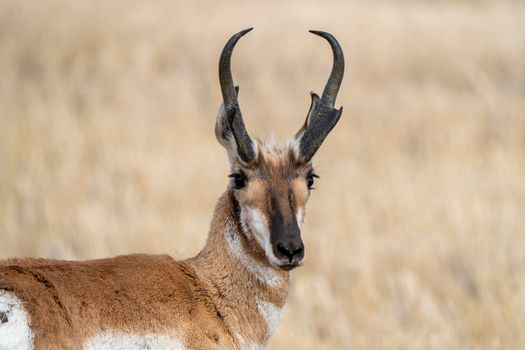 Pronghorn Antelope Saskatchewan in Springtime Farmers field