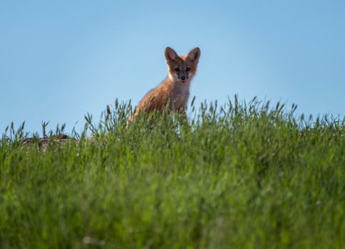 Fox Kits at Den playing at sunset Canada
