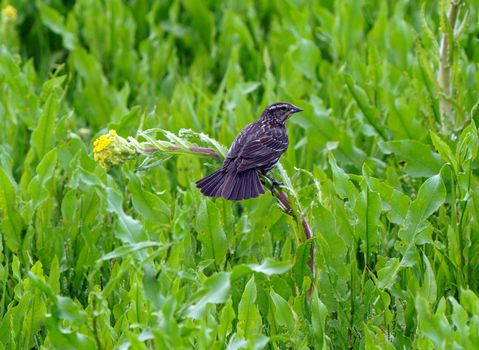 Prairie Sparrow on Branch in Saskatchewan Canada