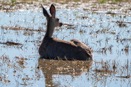 Deer in Pond Hot Day Prairie Saskatchewan