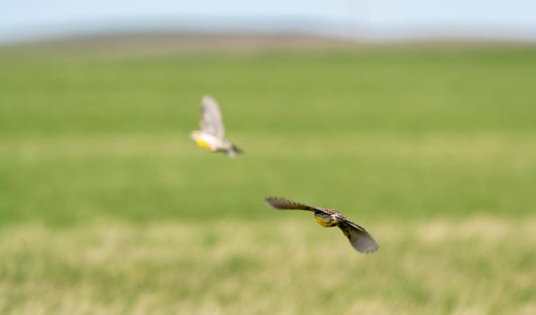 Meadowlark in Flight Saskatchewan Canada Prairie Spring