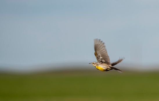 Meadowlark in Flight Saskatchewan Canada Prairie Spring