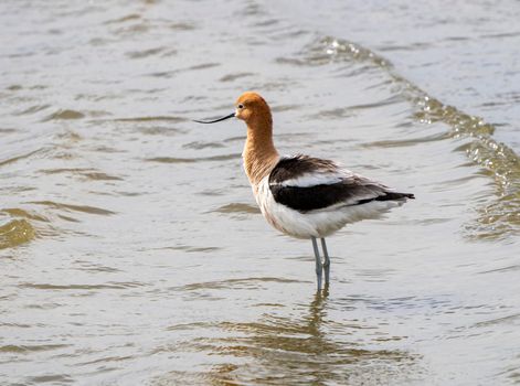 Avocet in Saskatchewan in Spring Pond Prairie