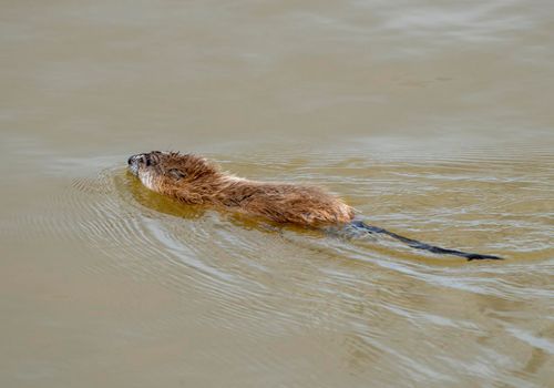 Muskrat in Pond in Saskatchewan Canada Springtime