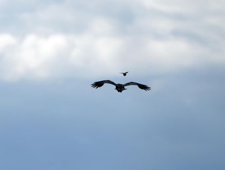 Crow Raven in Flight spring Saskatchewan Canada