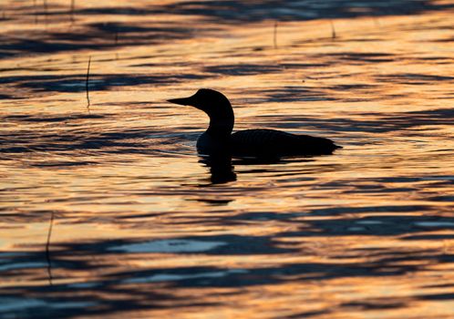 Northern Common Loon in a Saskatchewan Lake Canada