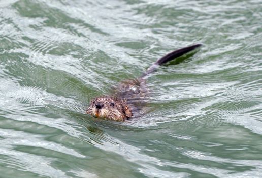 Muskrat in Pond in Saskatchewan Canada Springtime