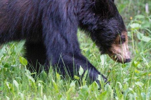 Black Bear Northern Canada Saskatchewan Spring Wild