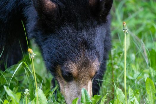 Black Bear Northern Canada Saskatchewan Spring Wild