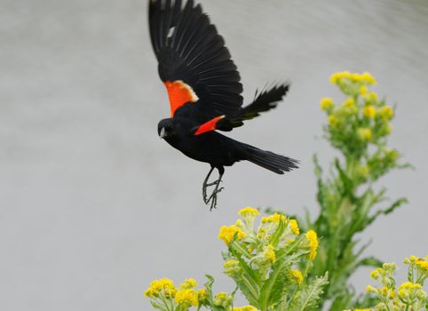 Red Wing Blackbird in Spring Saskatchewan Canada