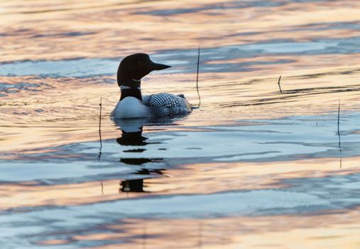 Northern Common Loon in a Saskatchewan Lake Canada