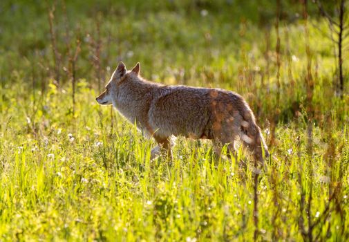 Coyote in Saskatchewan sunset light end of Day