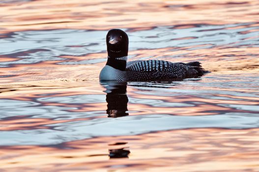 Northern Common Loon in a Saskatchewan Lake Canada