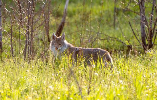 Coyote in Saskatchewan sunset light end of Day
