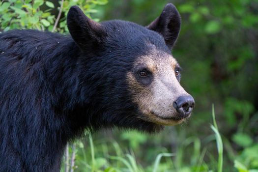Black Bear Northern Canada Saskatchewan Spring Wild