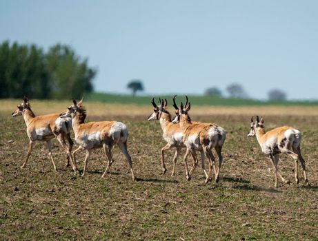 Pronghorn Antelope Saskatchewan in Springtime Farmers field