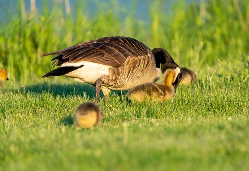 Goose Goslings Canada at Sunrise Northern Saskatchewan
