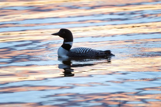 Northern Common Loon in a Saskatchewan Lake Canada
