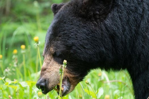 Black Bear Northern Canada Saskatchewan Spring Wild