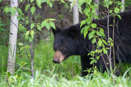Black Bear Northern Canada Saskatchewan Spring Wild