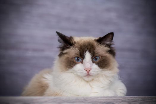 Young healthy beautiful purebred Ragdoll cat, at home