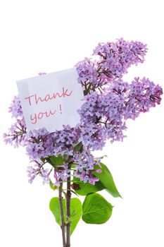 bouquet of beautiful spring flowers of lilac isolated on white background