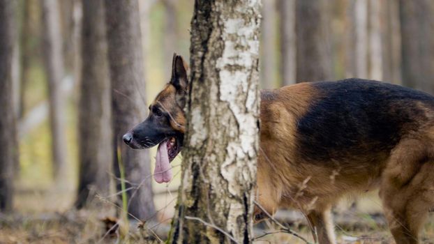 Dog - big german shepherd - pet in the autumn forest, telephoto